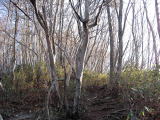 コメツガの原生林